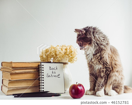 Charming, grey, fluffy kitten and vintage books Charming, grey, fluffy kitten and vintage books 46152781