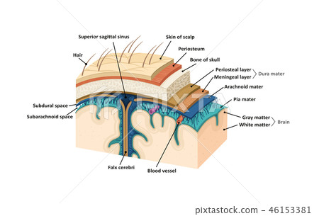 Meninges. Human brain Meninges. Human brain 46153381