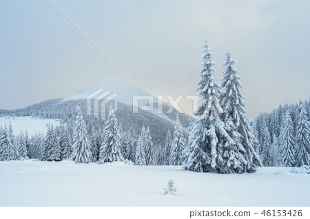 Christmas landscape with fir tree in the snow 46153426