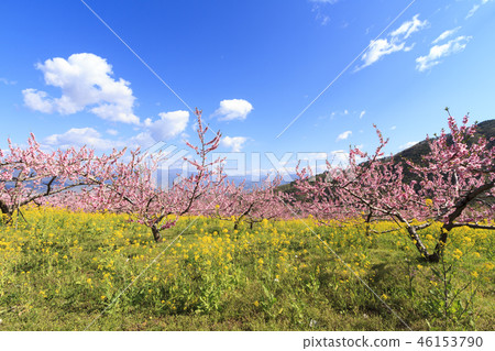 Rural scenery (Yamanashi prefecture, Fuefuki city, Tougengo, spring edition) 46153790