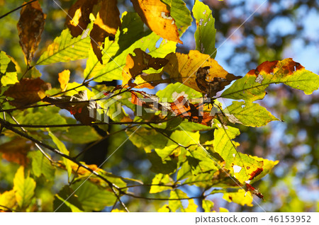 Autumn leaves Autumn leaves 46153952