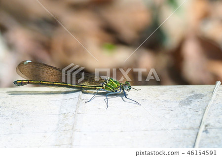 卡瓦蜻蜓（未成熟女性） 46154591