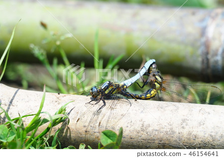 Shioya Tombo (mating) 46154641