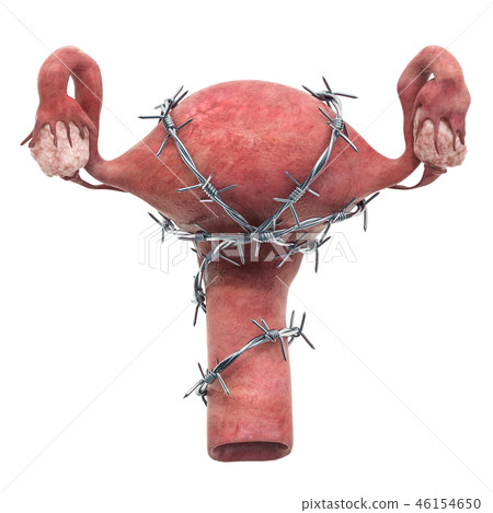 human uterus