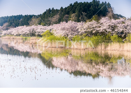 Cherry blossom trees in full bloom in Miyagi Hiranuma Early morning Cherry blossom trees in full bloom in Miyagi Hiranuma Early morning 46154844