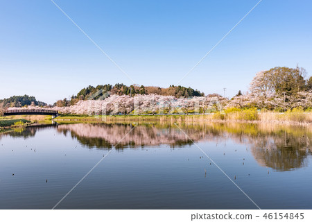Cherry blossom trees in full bloom in Miyagi Hiranuma Early morning Cherry blossom trees in full bloom in Miyagi Hiranuma Early morning 46154845