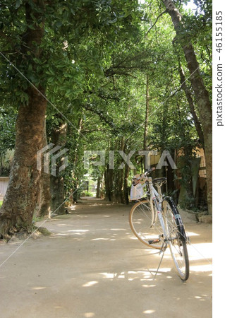 Bicycle in the forest Bicycle in the forest 46155185