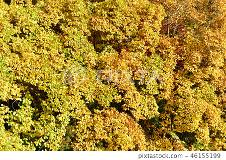 Maple, Bulguksa, Tohamsan, Gyeongju, Gyeongbuk, Korea Maple, Bulguksa, Tohamsan, Gyeongju, Gyeongbuk, Korea 46155199