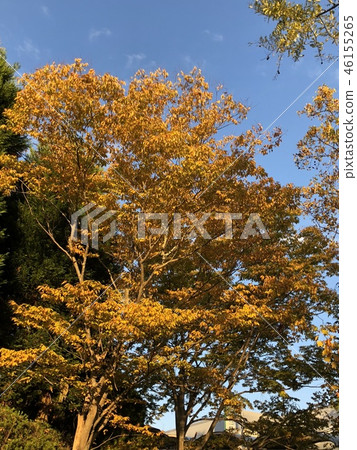 Autumn leaves 46155265