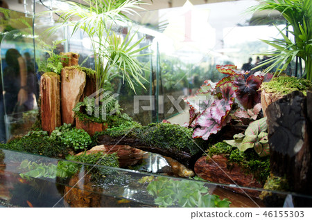 Aquascape design in small glass aquarium Aquascape design in small glass aquarium 46155303