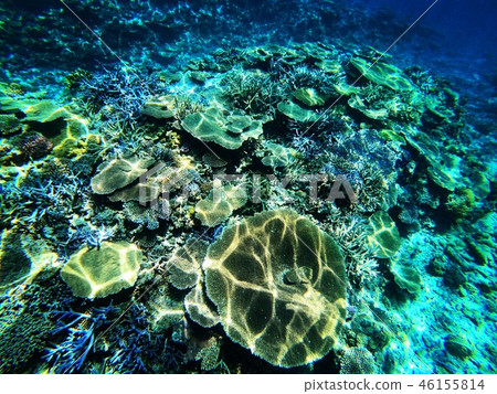 Coral Reef Coral Reef 46155814