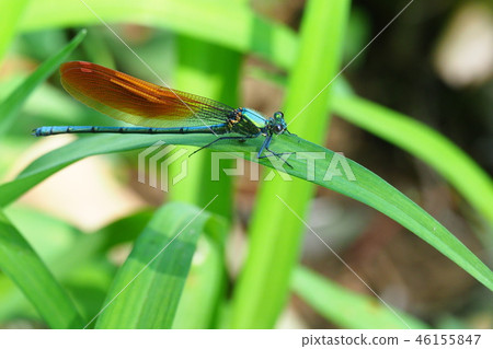 Kawata dragonfly (male, orange bowl type) 46155847