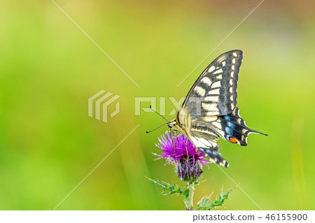 薊花的白色Swallowtail吮的蜂蜜 薊花的白色Swallowtail吮的蜂蜜 46155900