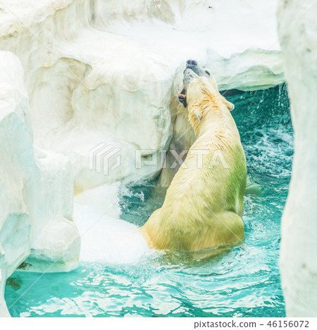 上野動物園北極熊北極熊夫婦公牛 上野動物園北極熊北極熊夫婦公牛 46156072