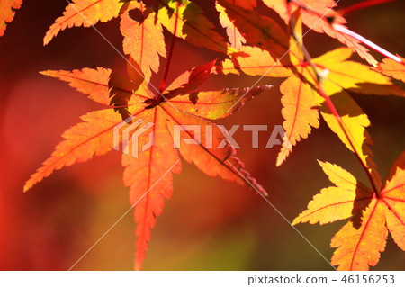 Autumn leaves Autumn leaves 46156253