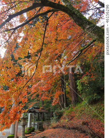 Fukui Pref.Imagination City Hanakyo Park 46156296