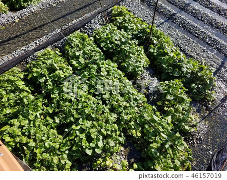 Wasabi field 46157019