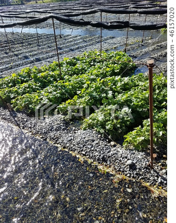芥末場 芥末場 46157020
