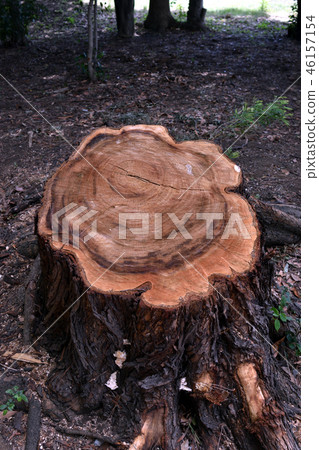 樹樁 46157154
