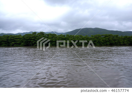 西表島島同胞河景觀 西表島島同胞河景觀 46157774