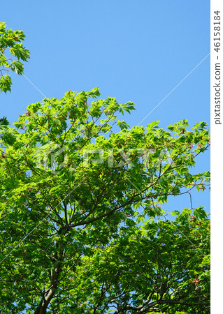 Horch cultivar of Howchkae maple young leaf of dance peacock Horch cultivar of Howchkae maple young leaf of dance peacock 46158184