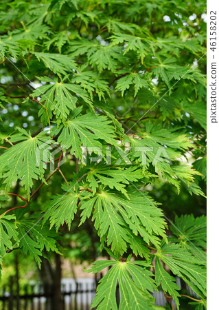 Horch cultivar of Howchkae maple young leaf of dance peacock Horch cultivar of Howchkae maple young leaf of dance peacock 46158202