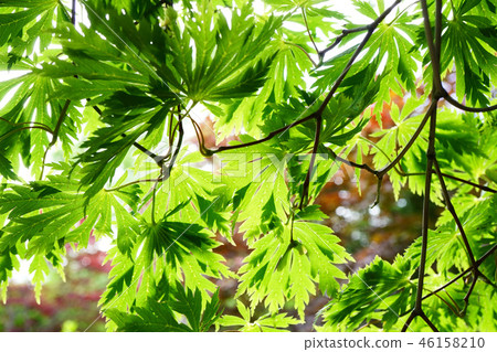 舞蹈孔雀Howchkae槭樹年輕葉子霍希品種 46158210