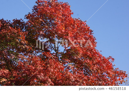 Maple leaves Maple leaves 46158518