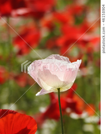 Poppy field Poppy field 46158904