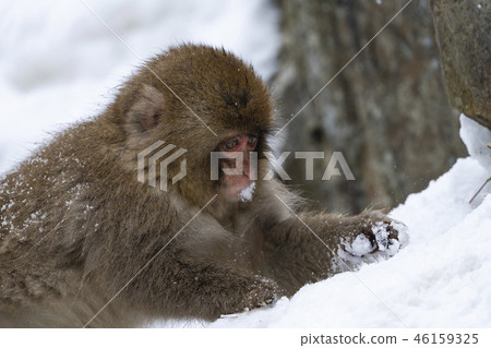 雪猴 46159325