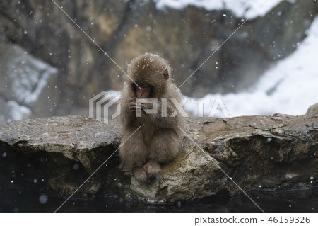 雪猴 46159326