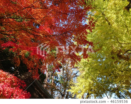 紅楓和黃色銀杏的合作 46159536