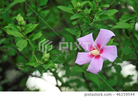Rose of Sharon Rose of Sharon 46159544