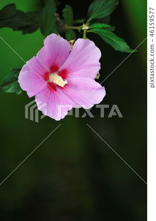 Rose of Sharon Rose of Sharon 46159577