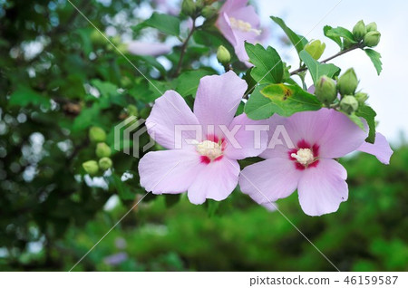 Rose of Sharon Rose of Sharon 46159587