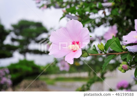 Rose of Sharon Rose of Sharon 46159588