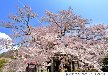 Kamishiro Sakura of the main cherry blossom shrine in Nagano City Kamishiro Sakura of the main cherry blossom shrine in Nagano City 46159791