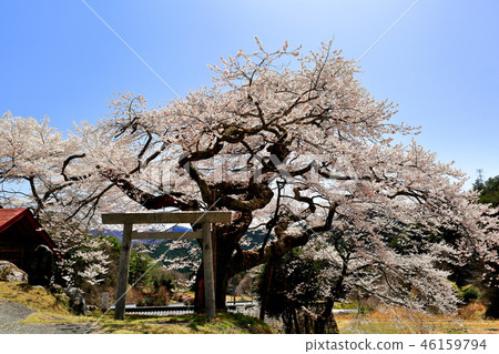 長野縣阿南鎮的惠比壽式小簇櫻花 46159794