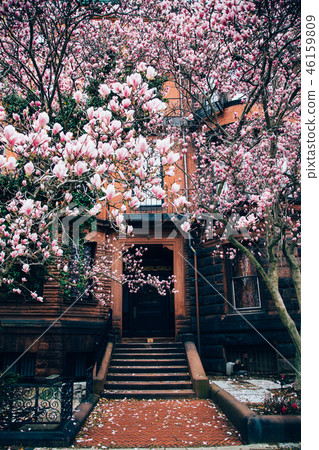 Boston Spring (Magnoria) 46159809