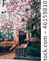 Boston's Spring (Magnolia) 2 46159810