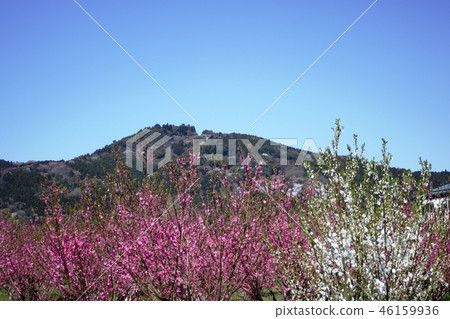 桃花和櫻花盛開的山脈 46159936