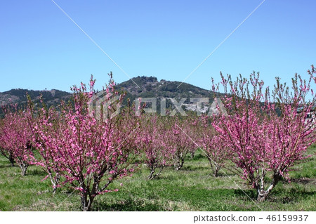 Peach blossoms and cherry blossoming mountains Peach blossoms and cherry blossoming mountains 46159937