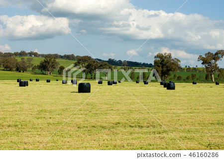 Rolls of Hay Rolls of Hay 46160286