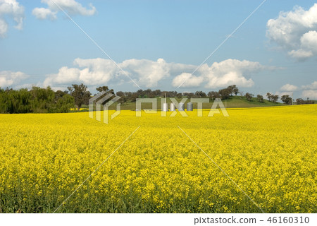 Flowering Canola Field Flowering Canola Field 46160310