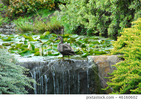 Duck Beside a Pond 46160602