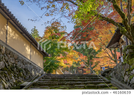 Koto Miyama Saimyoji 422 Koto Miyama Saimyoji 422 46160639