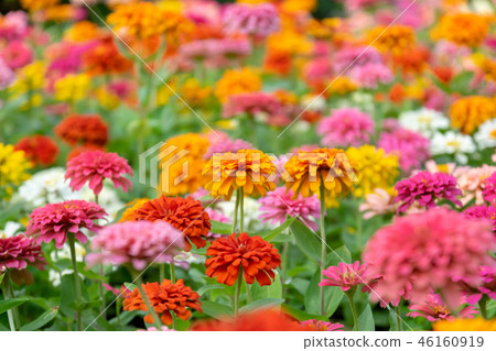 Beautiful zinnia flowers in the garden 46160919