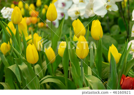 Beautiful tulips in the garden Beautiful tulips in the garden 46160921