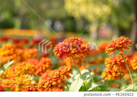 Beautiful zinnia flowers in the garden 46160922