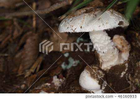 Natural mushrooms, sycamore, sycamore, and deadly poisonous mushrooms from the agaric family. It seems to occur in broad-leaved forests such as beech 46160933
